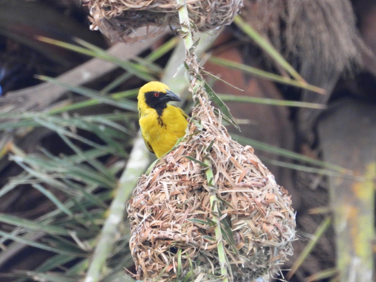 Village Weaver (Spot-backed) - ML623798373