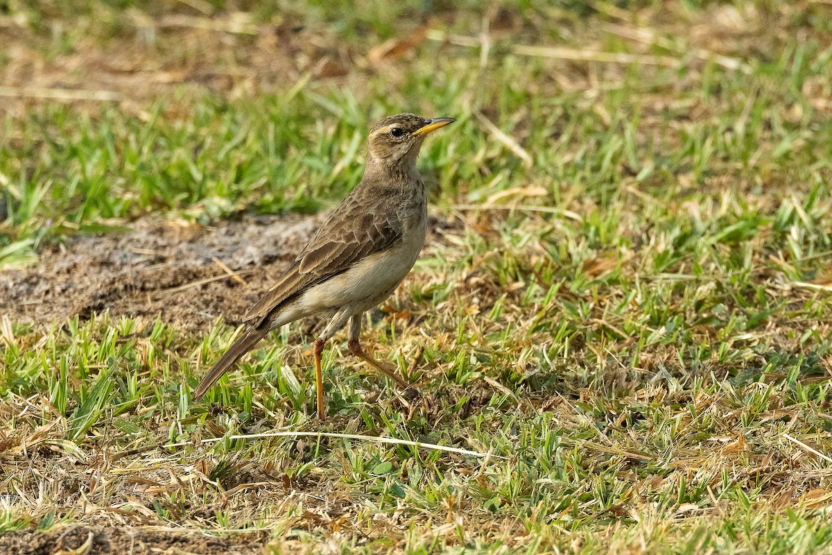 Long-legged Pipit - ML623798380