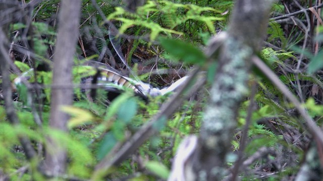 Superb Lyrebird - ML623798383