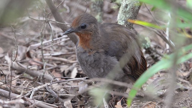 Superb Lyrebird - ML623798385