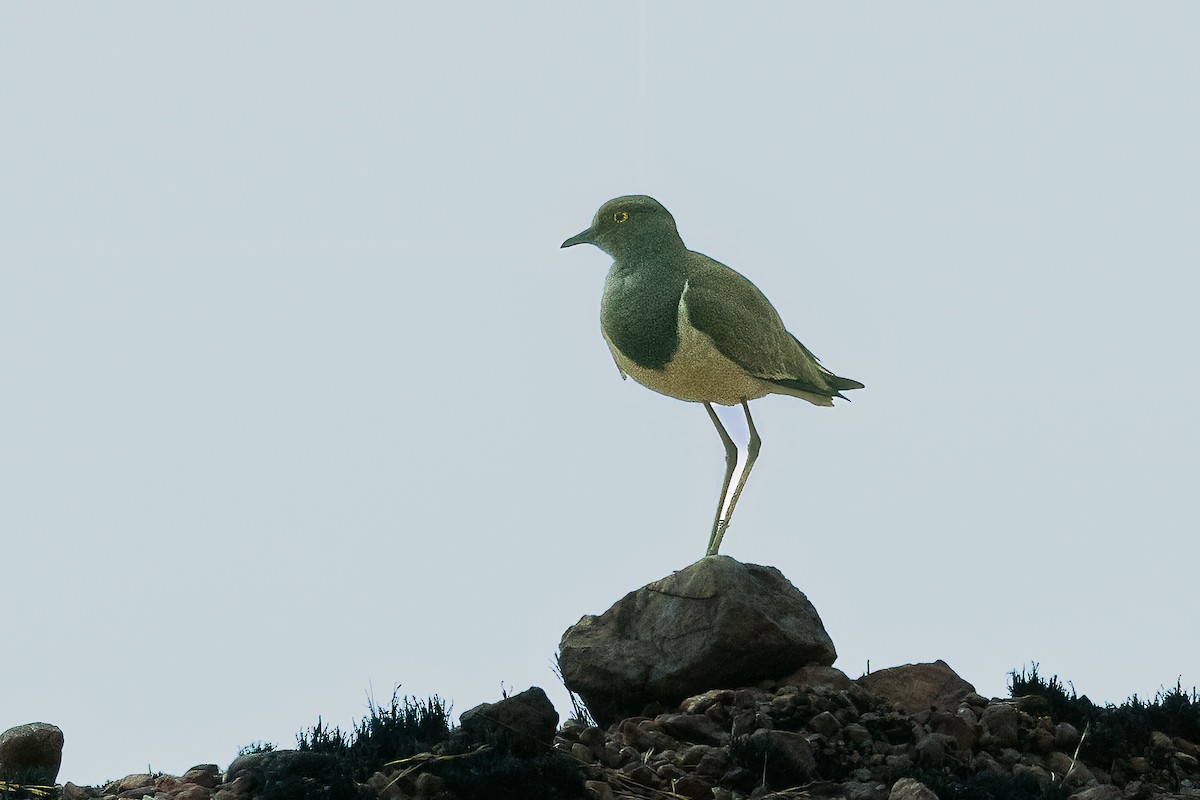 Senegal Lapwing - ML623798399