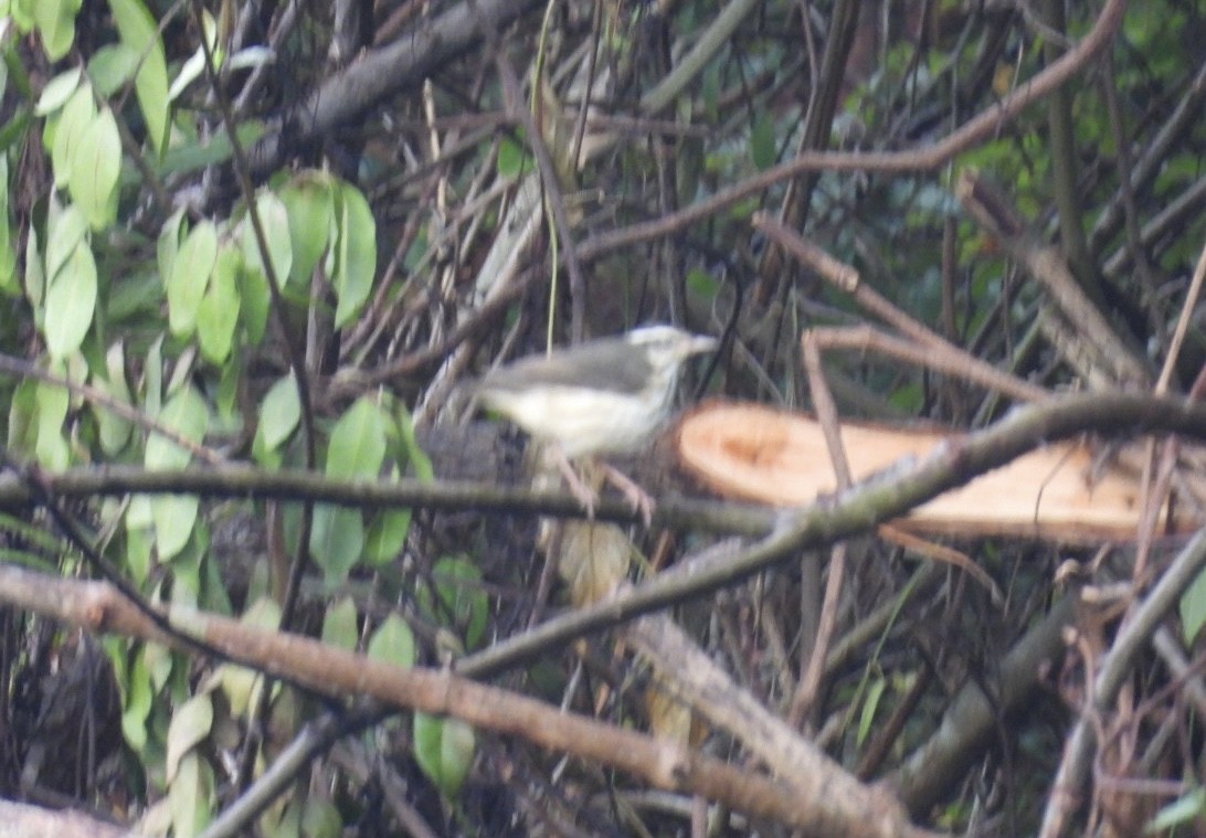 Louisiana Waterthrush - ML623798400