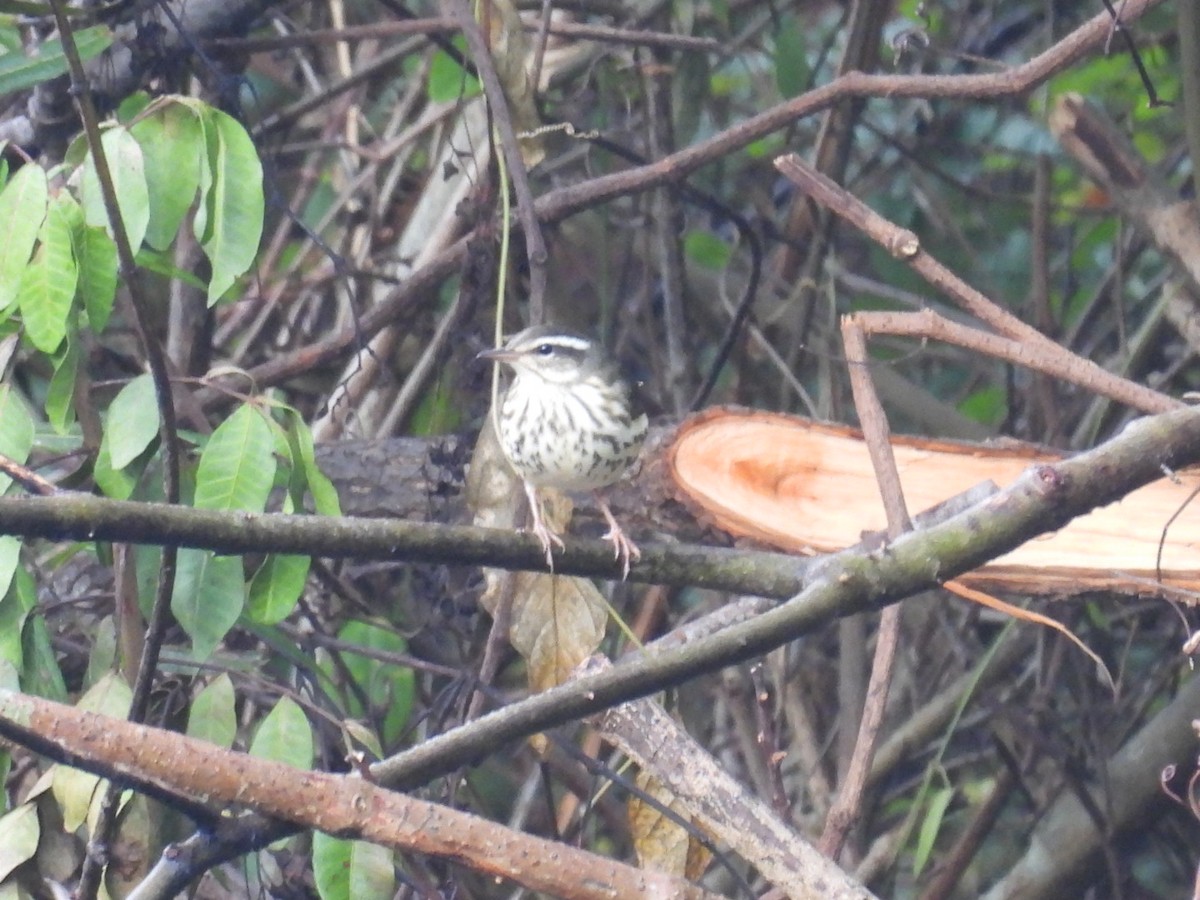 Louisiana Waterthrush - ML623798401