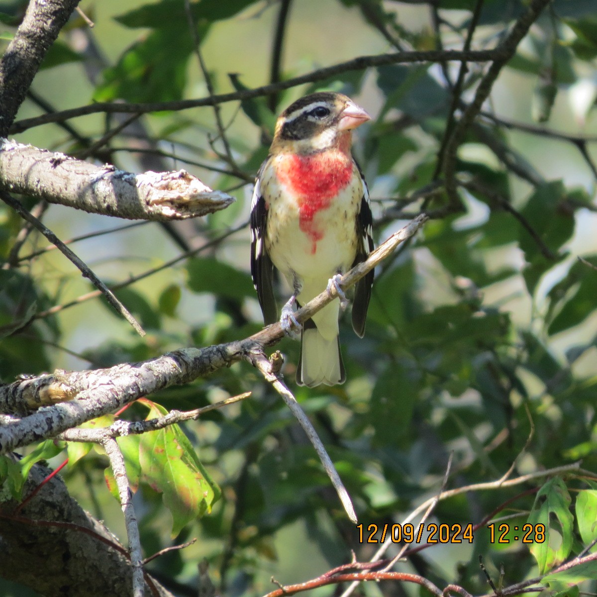 Rose-breasted Grosbeak - ML623798411