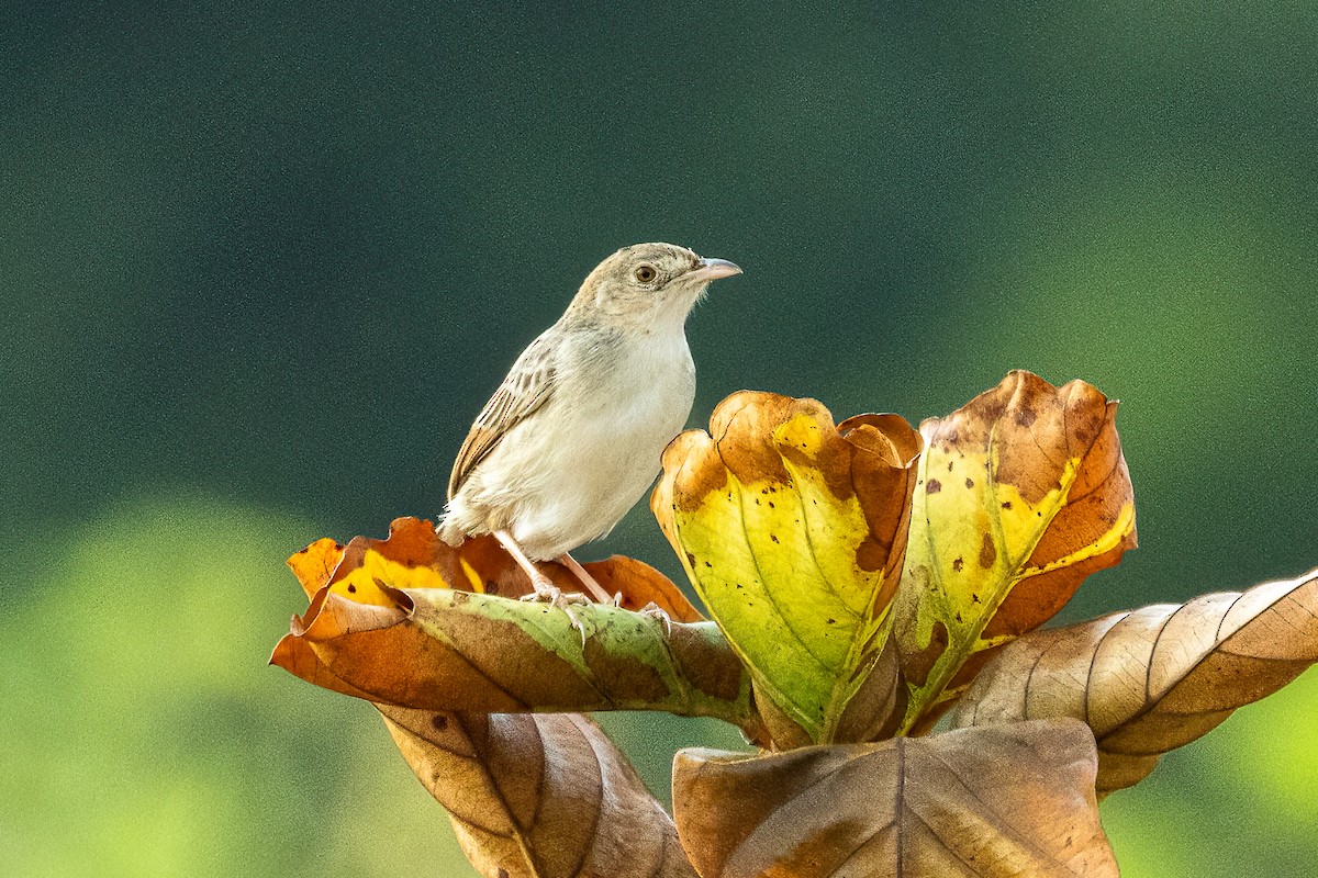 Croaking Cisticola - ML623798415