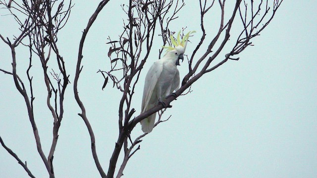 Sulphur-crested Cockatoo - ML623798469