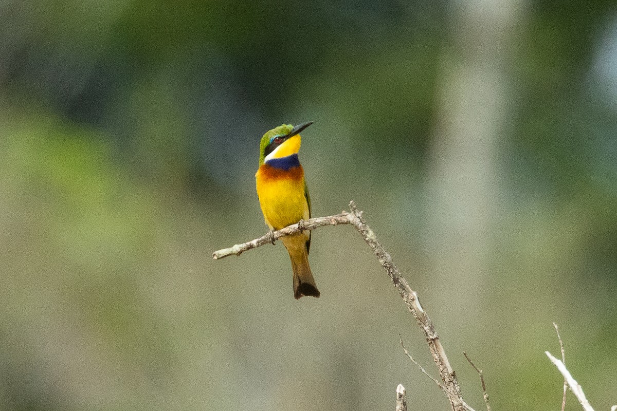 Blue-breasted Bee-eater - ML623798484