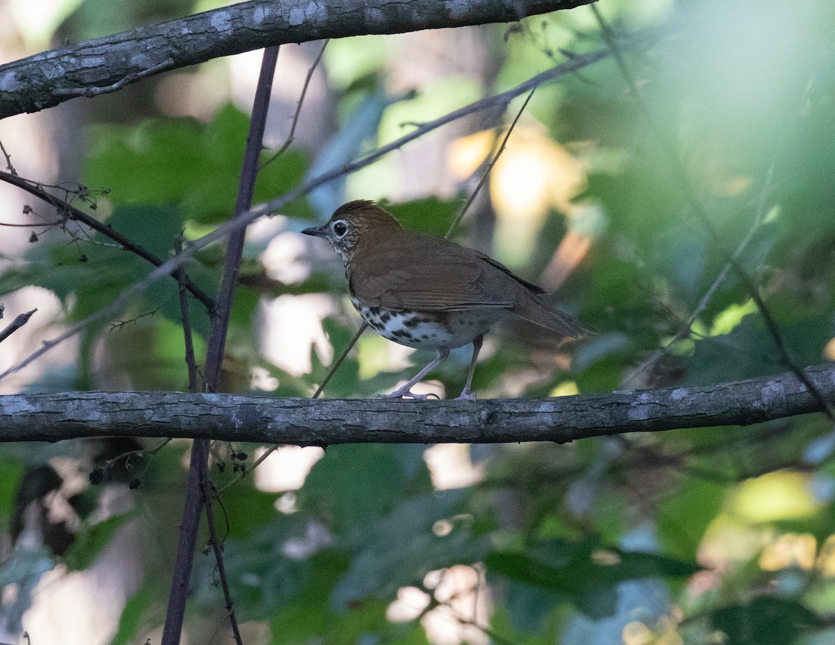 Wood Thrush - Penny Haygood