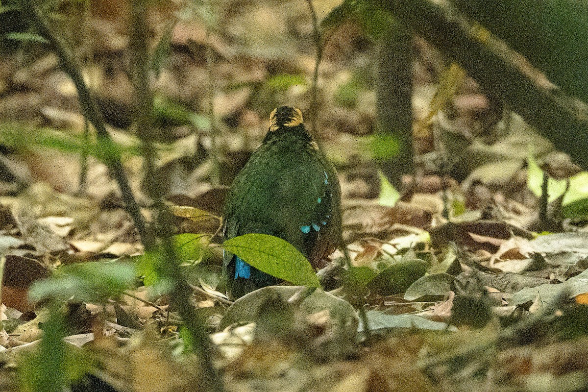 Green-breasted Pitta - ML623798493