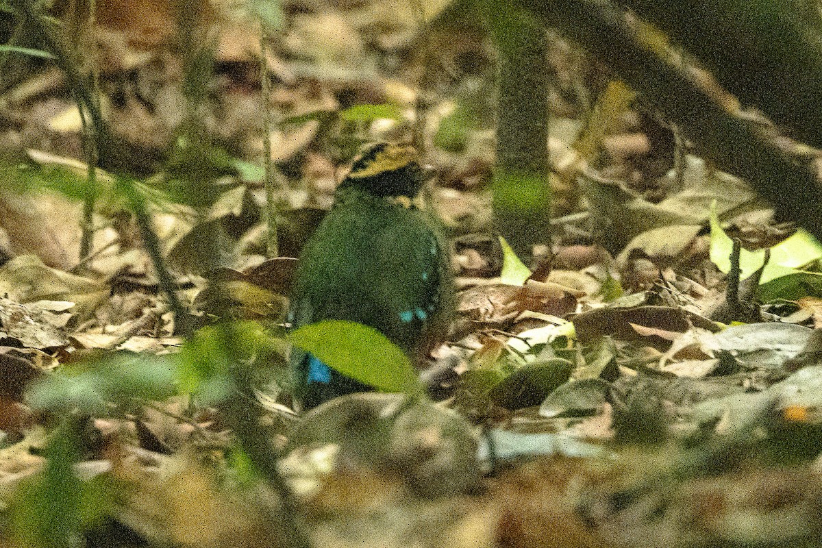 Green-breasted Pitta - ML623798494