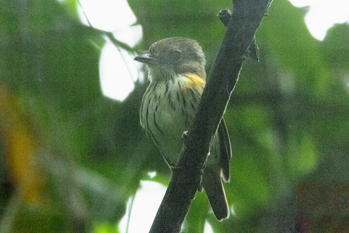 Rufous-sided Broadbill - ML623798521