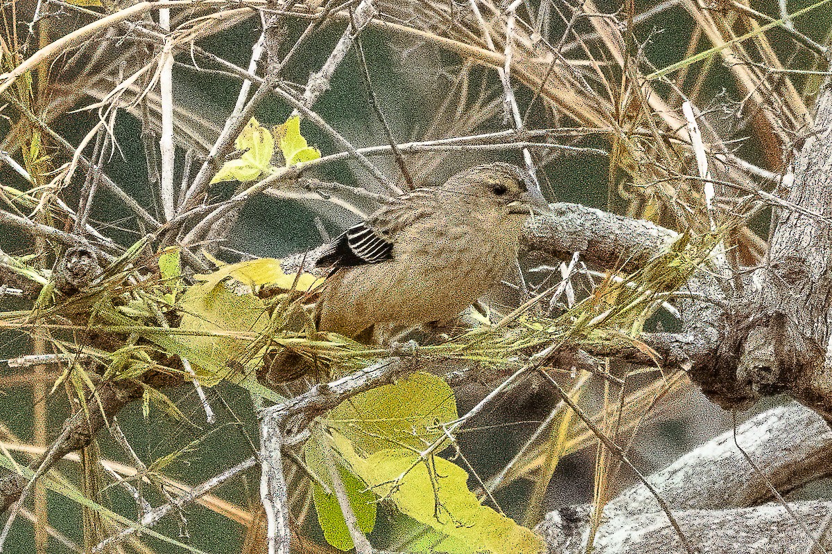 Yellow-mantled Widowbird - ML623798537