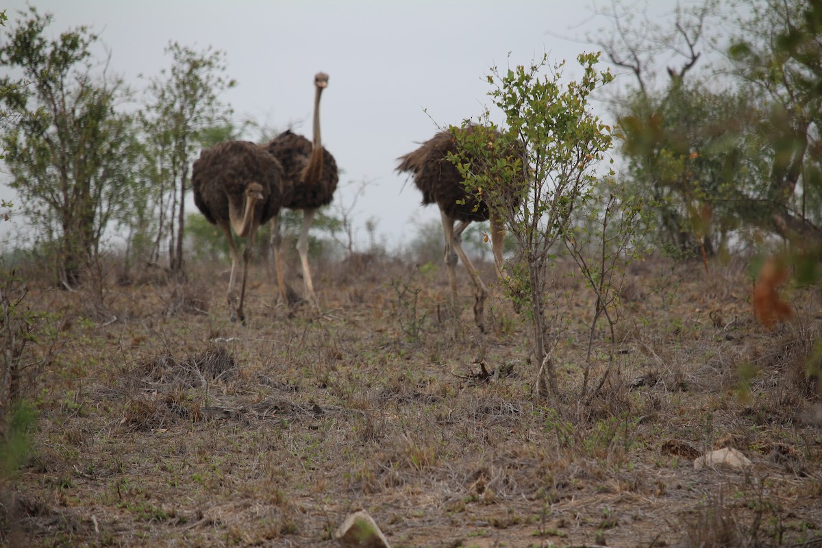 Common Ostrich - ML623798570