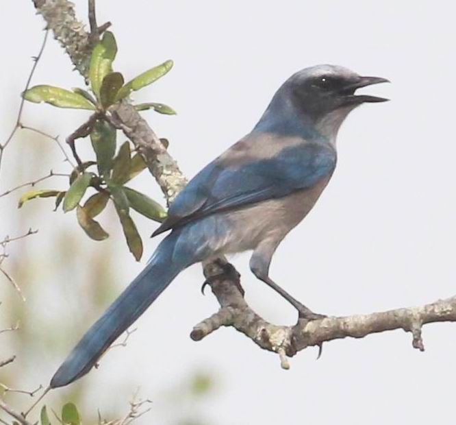 Florida Scrub-Jay - ML623798580