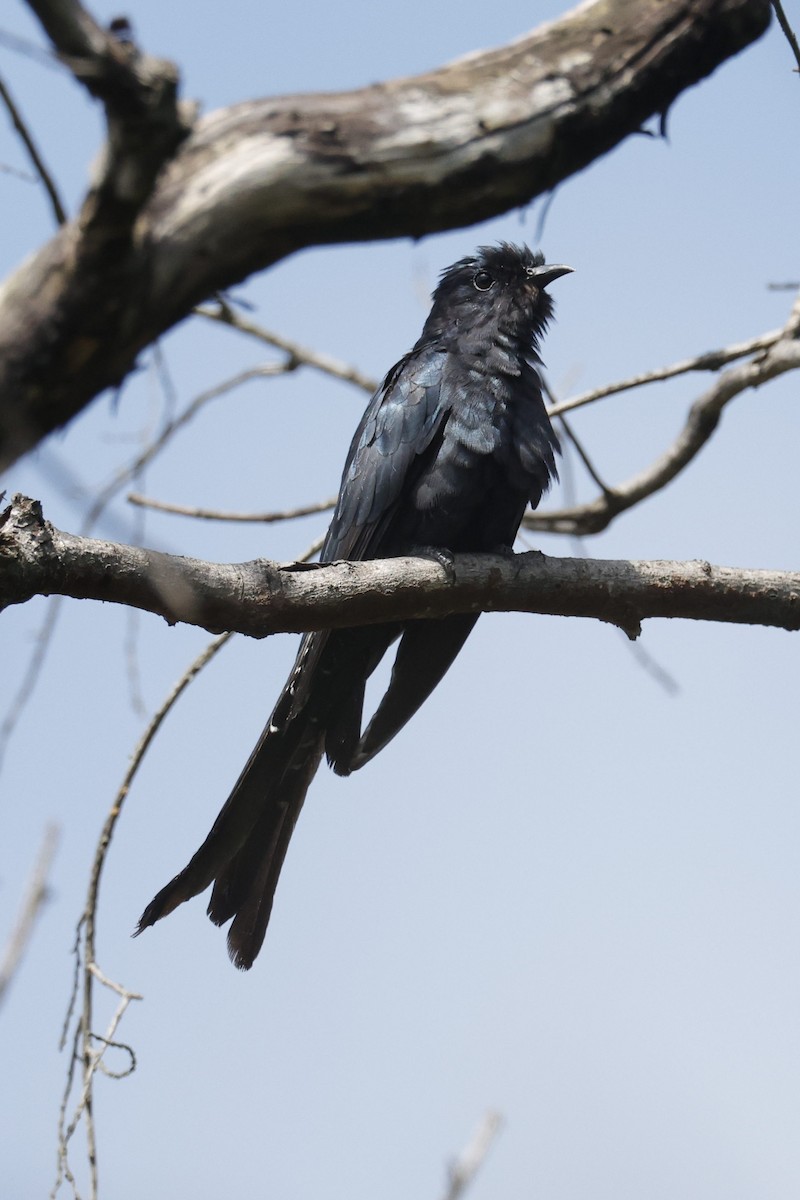 Fork-tailed Drongo-Cuckoo - ML623798586