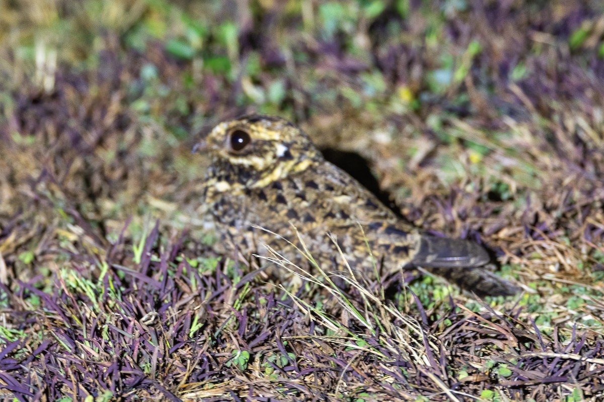 Swamp Nightjar - Francesco Veronesi