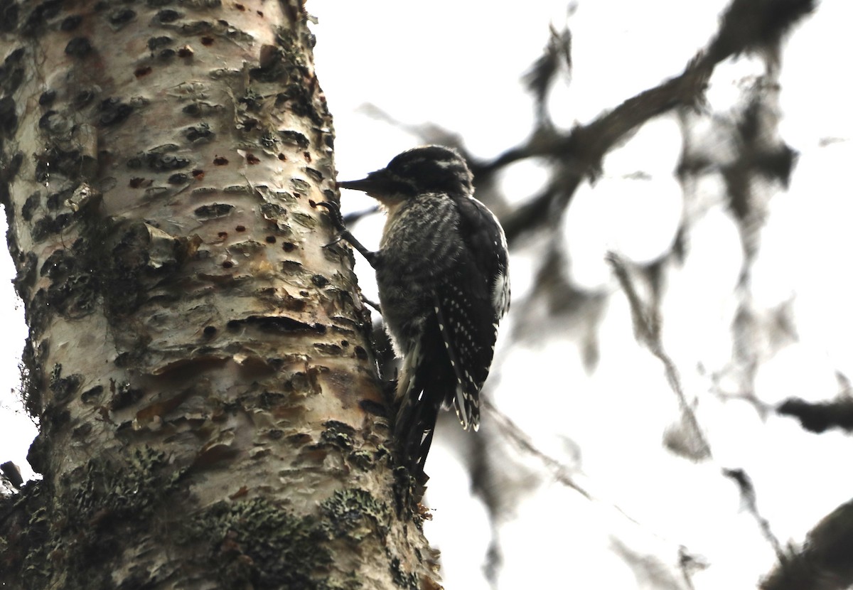 American Three-toed Woodpecker - ML623798642