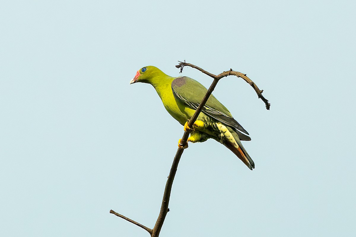 African Green-Pigeon - ML623798657