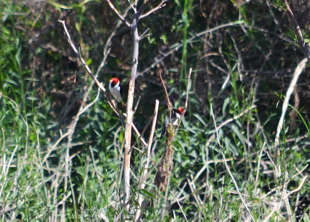 Yellow-billed Cardinal - ML623798675