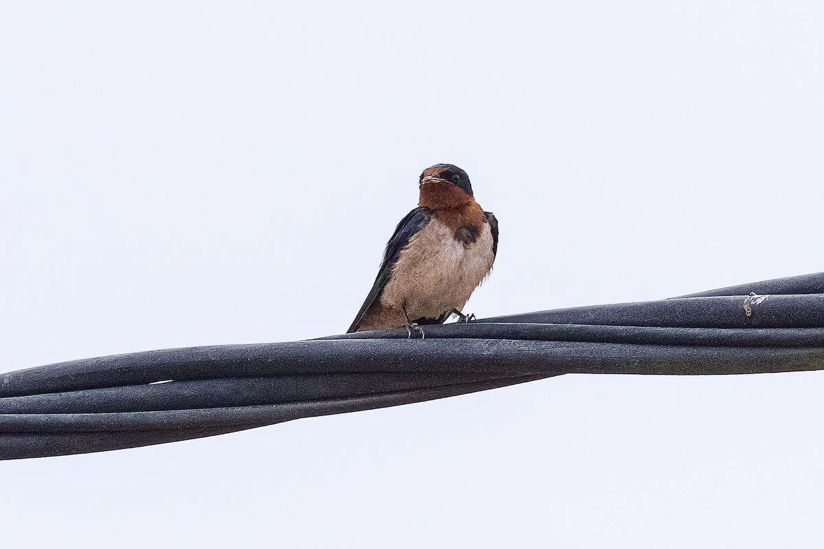 Ethiopian Swallow - ML623798704