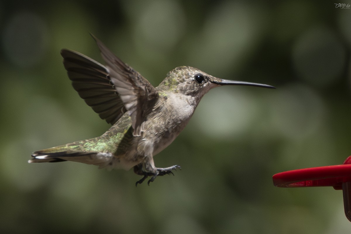 Black-chinned Hummingbird - ML623798710