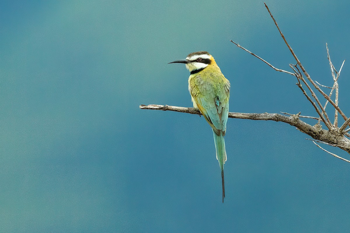 White-throated Bee-eater - Francesco Veronesi