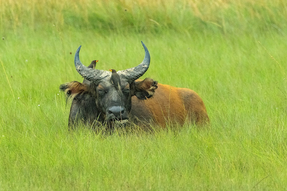 Yellow-billed Oxpecker - ML623798726