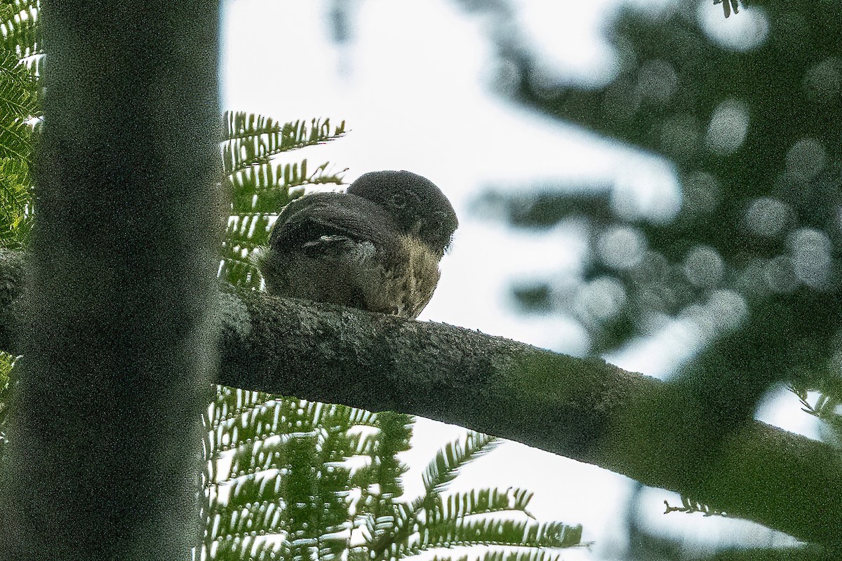 Red-chested Owlet - Francesco Veronesi