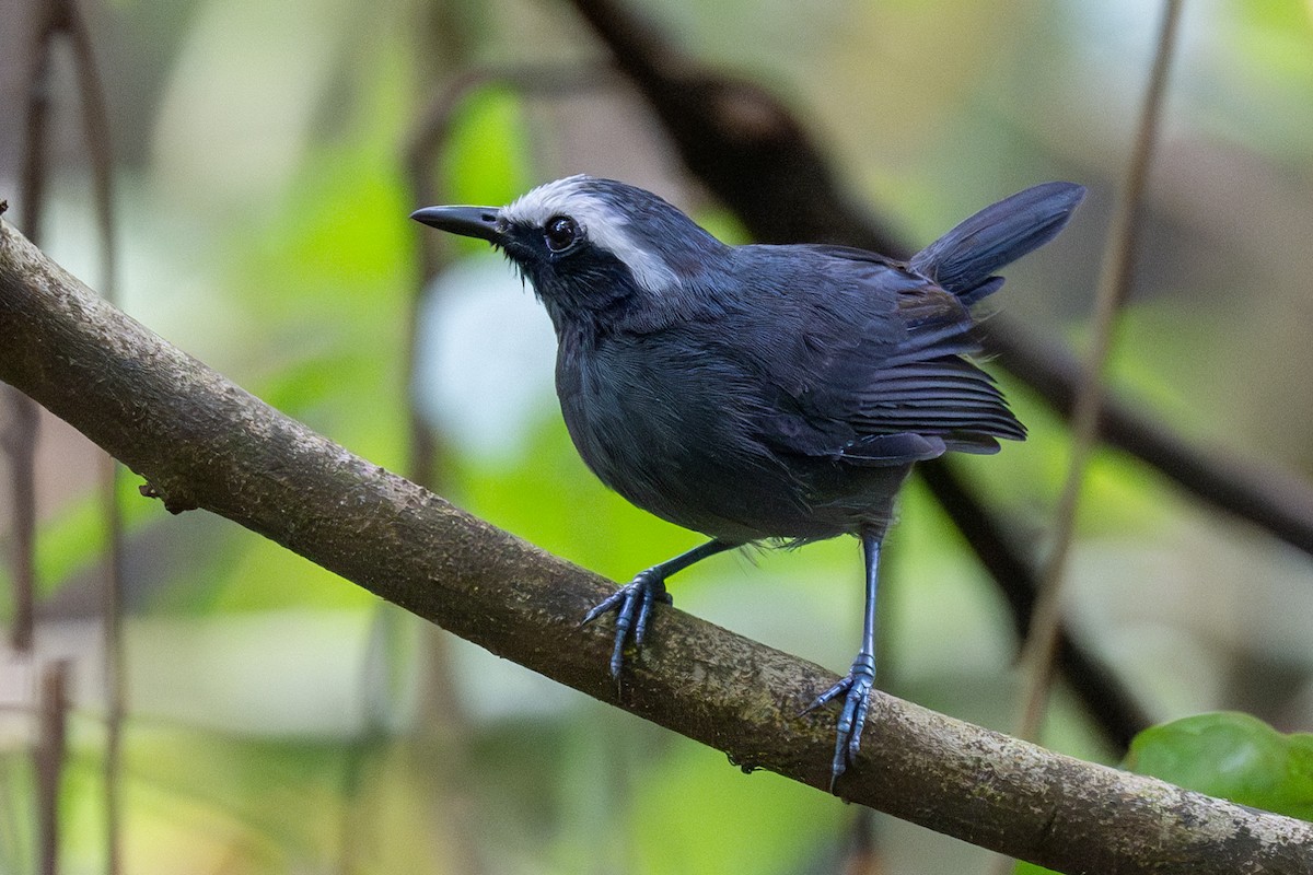 White-browed Antbird - ML623798771