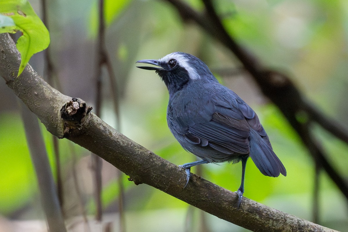 White-browed Antbird - ML623798772