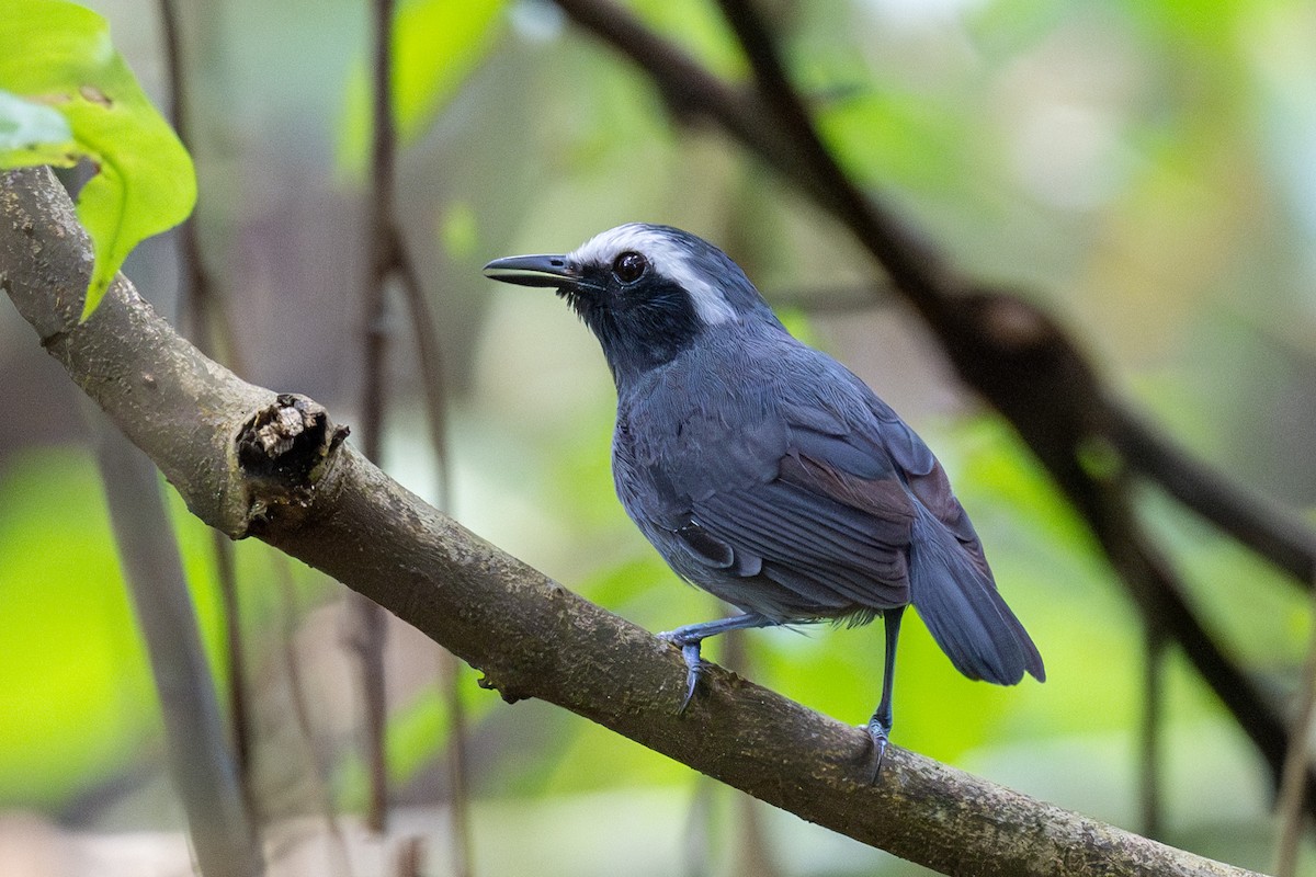 White-browed Antbird - ML623798773