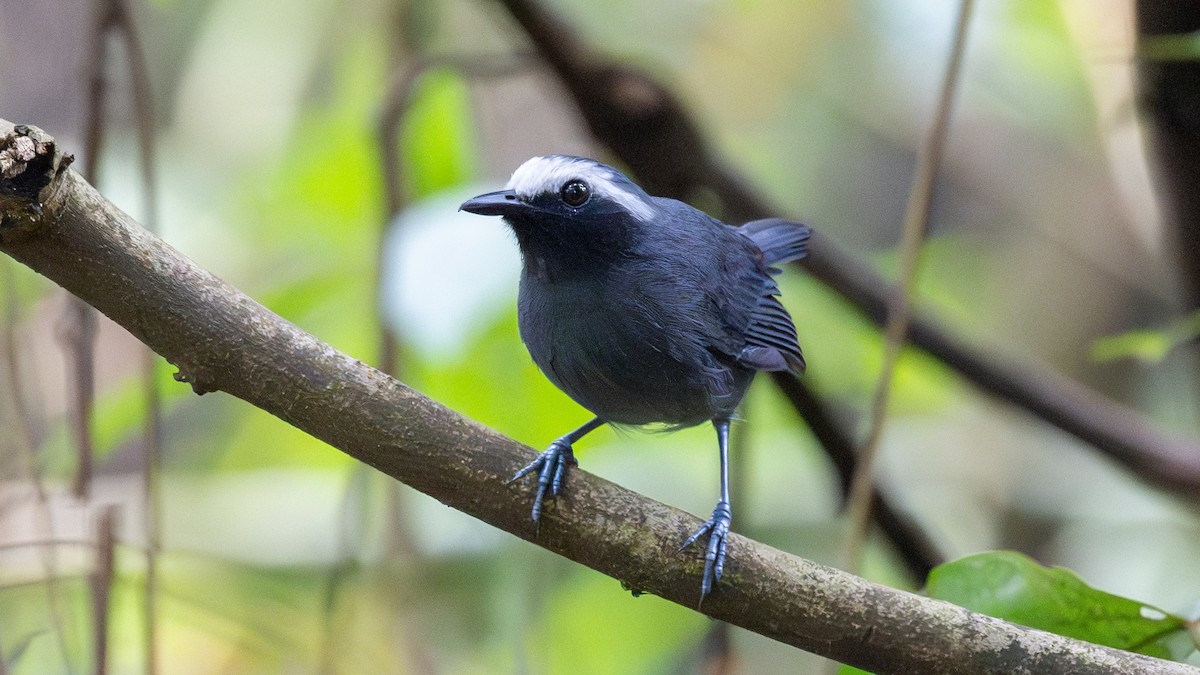 White-browed Antbird - ML623798774