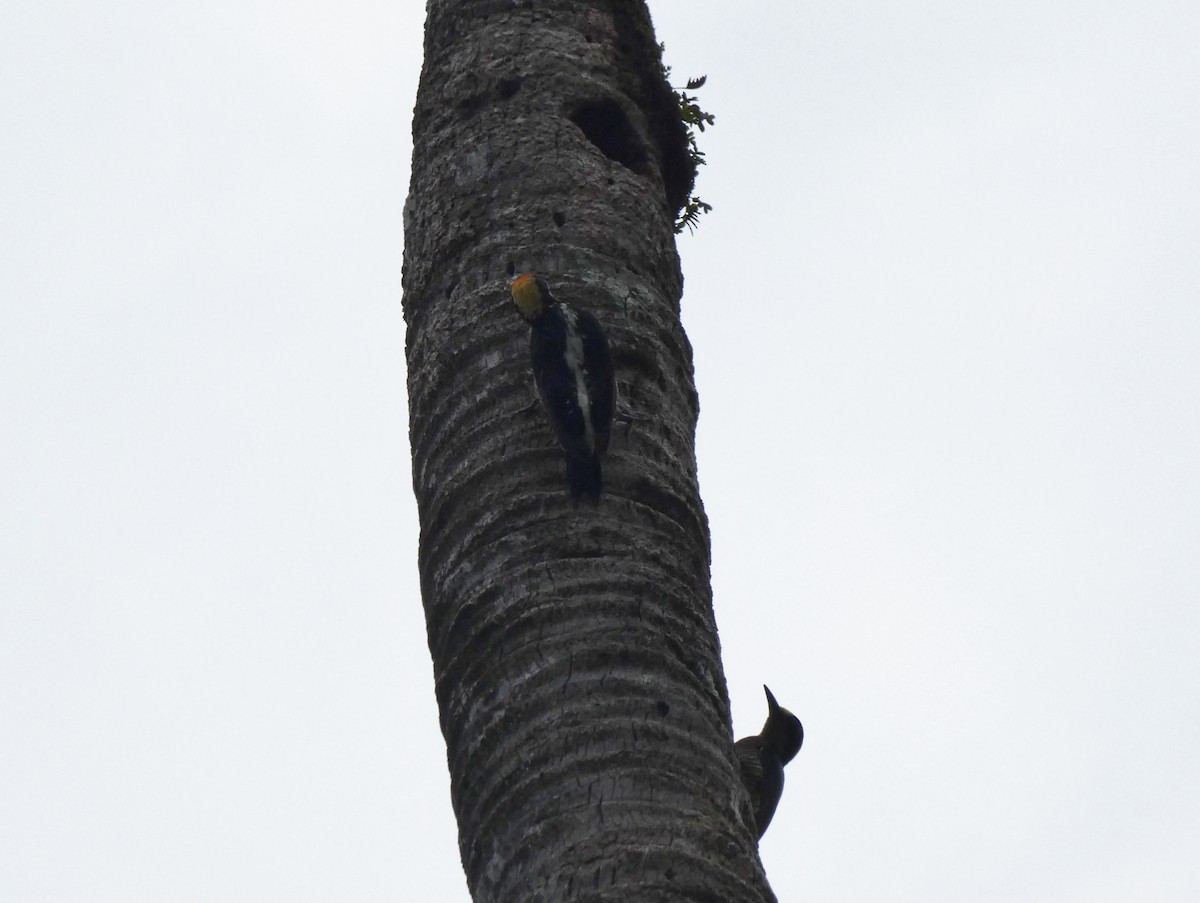 Golden-naped Woodpecker - ML623798778