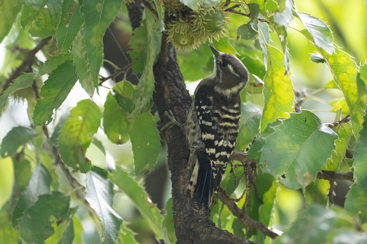 Japanese Pygmy Woodpecker - ML623798788