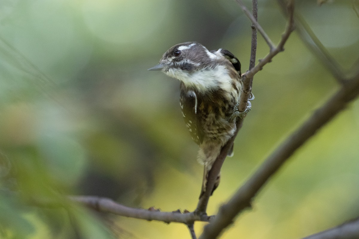 Japanese Pygmy Woodpecker - ML623798797