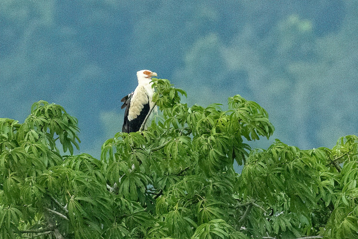 Palm-nut Vulture - ML623798809