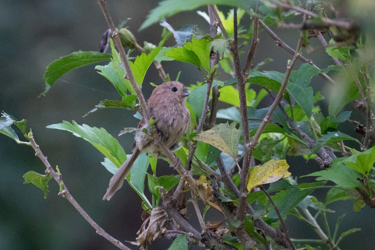 Vinous-throated Parrotbill - ML623798811