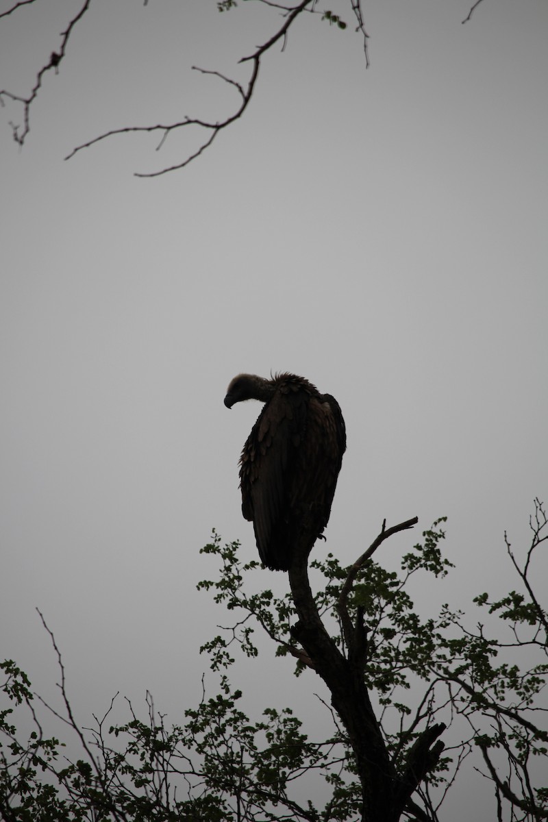 White-backed Vulture - ML623798817