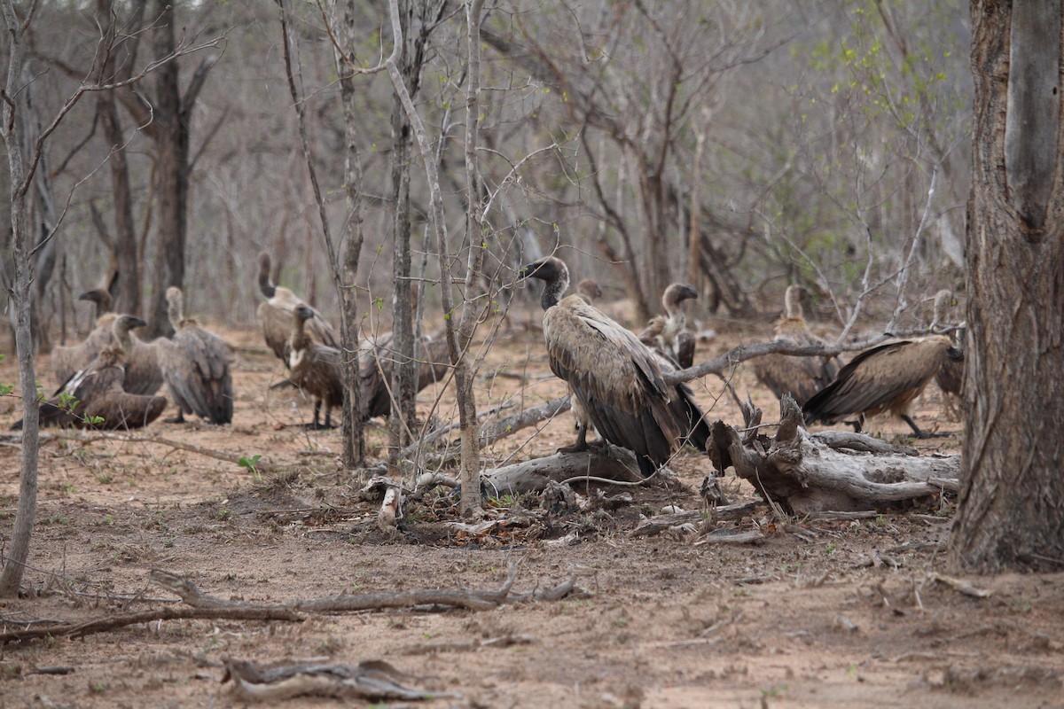 White-backed Vulture - ML623798818