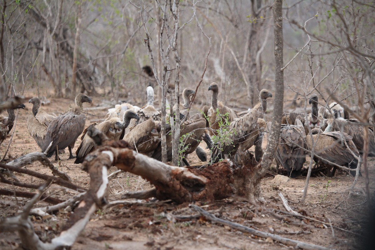 White-backed Vulture - ML623798819