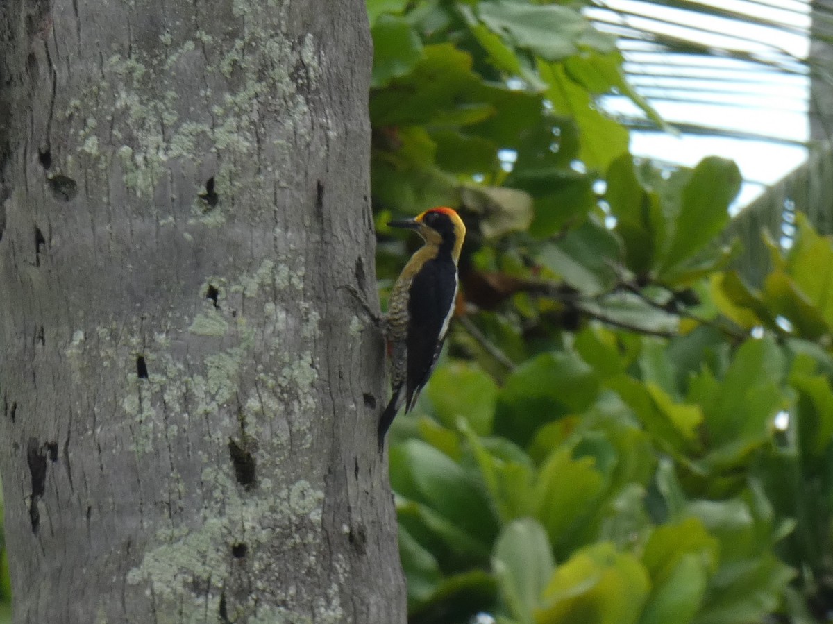 Golden-naped Woodpecker - Tony King