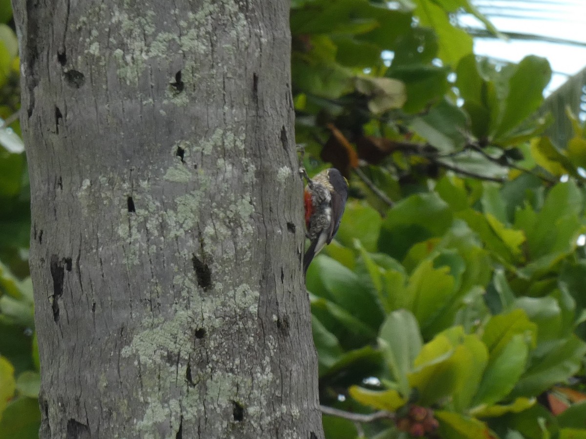 Golden-naped Woodpecker - ML623798828