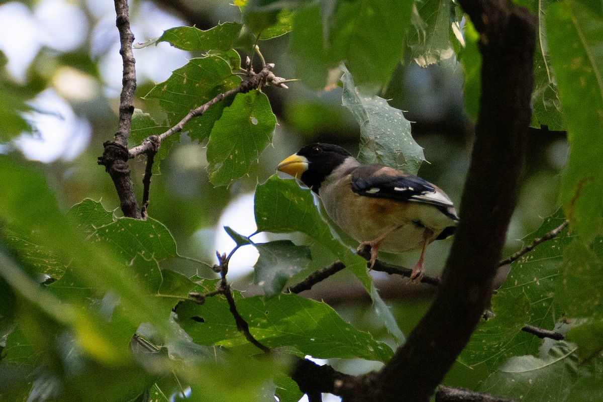 Yellow-billed Grosbeak - Fran Kim