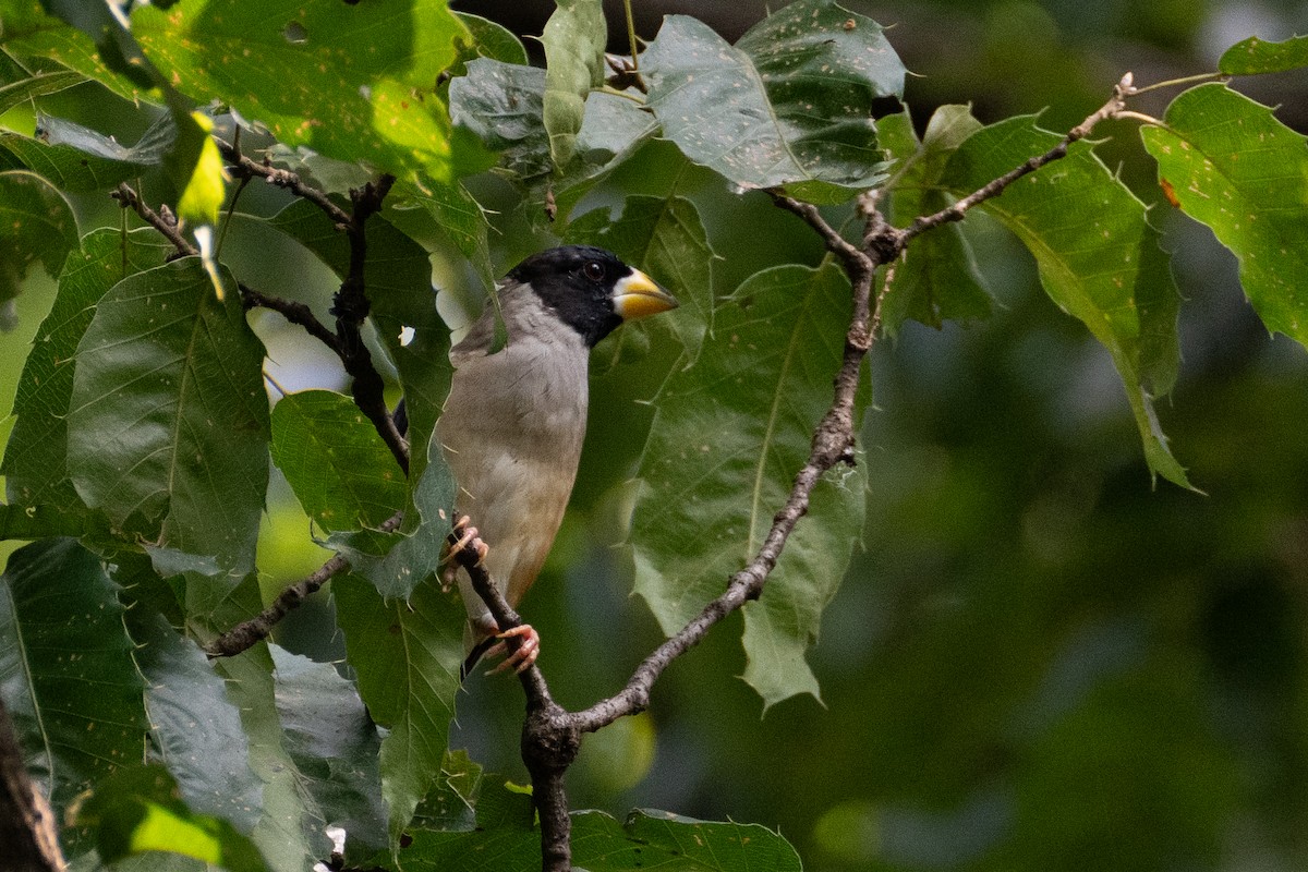 Yellow-billed Grosbeak - Fran Kim