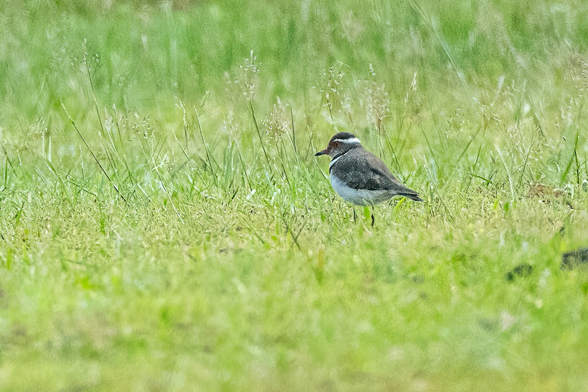 Forbes's Plover - Francesco Veronesi