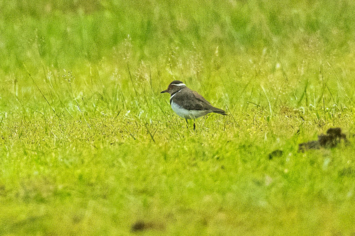 Forbes's Plover - ML623798842