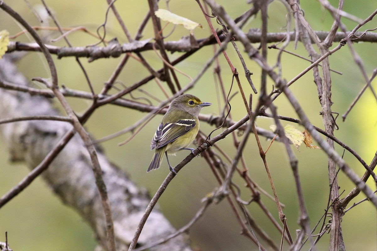 White-eyed Vireo - Olivia Schiermeyer