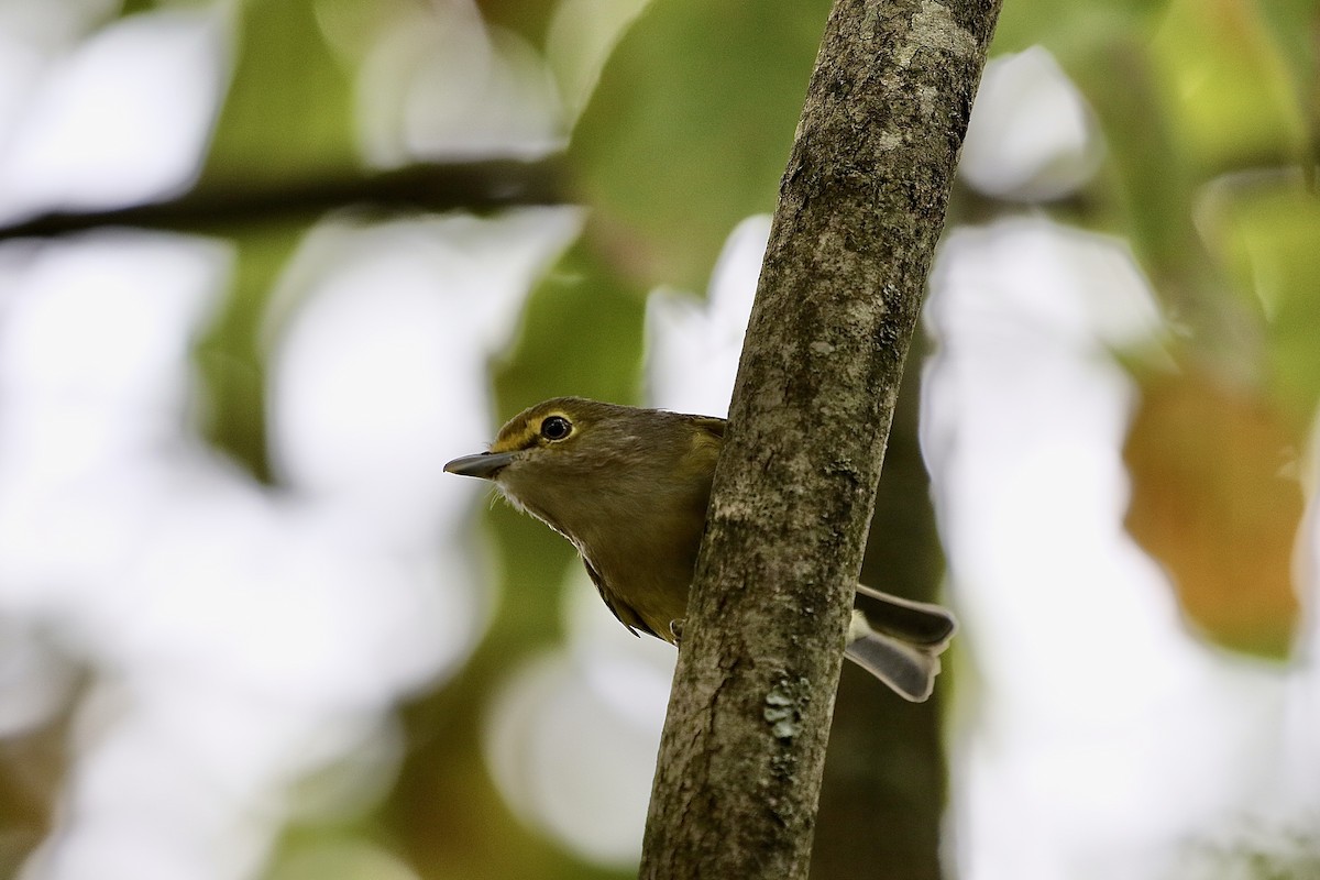 White-eyed Vireo - Olivia Schiermeyer