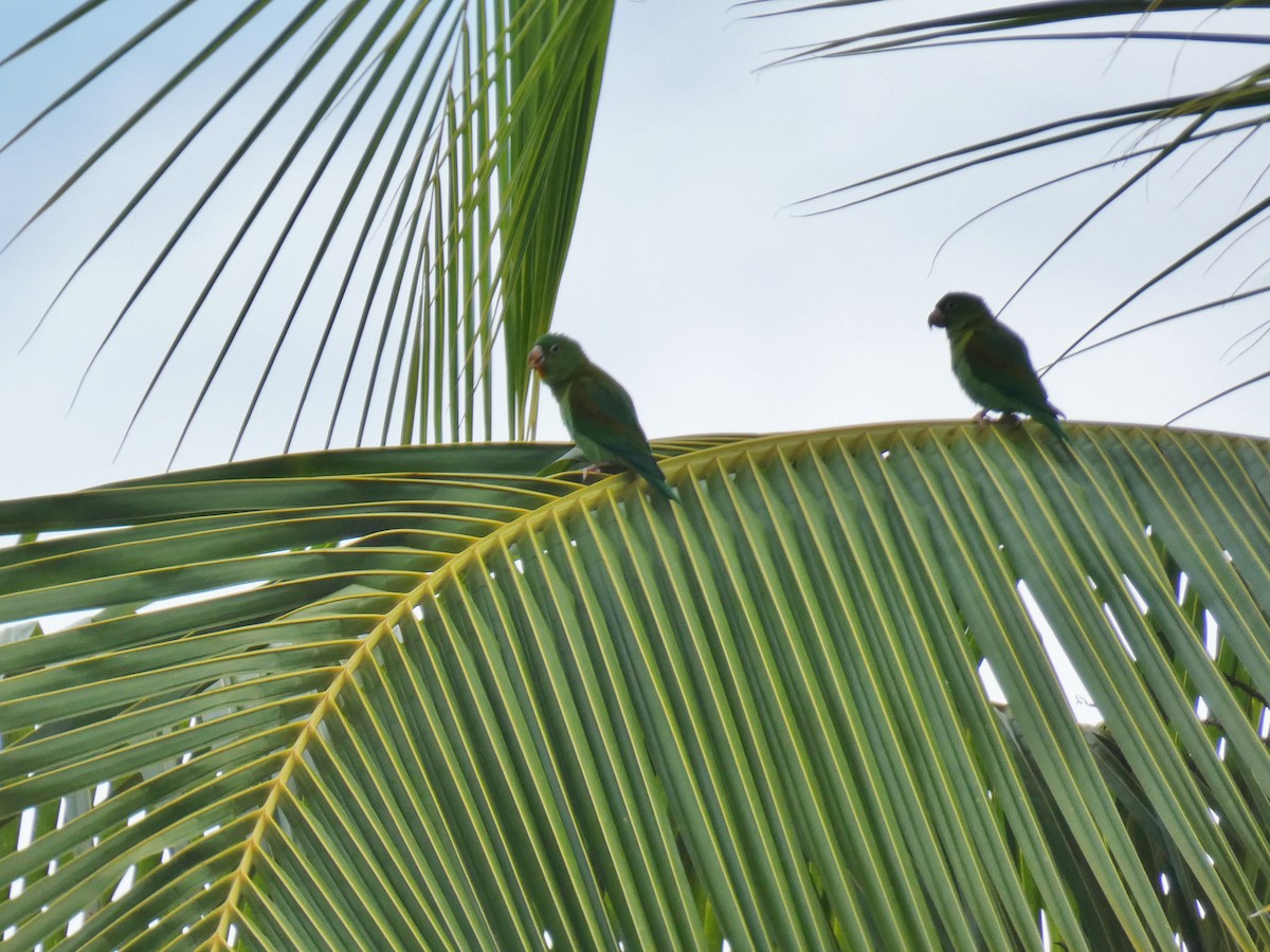 Orange-chinned Parakeet - ML623798866