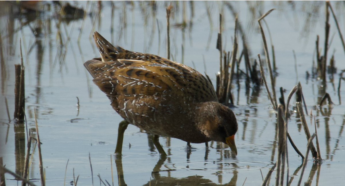 Spotted Crake - ML623798869